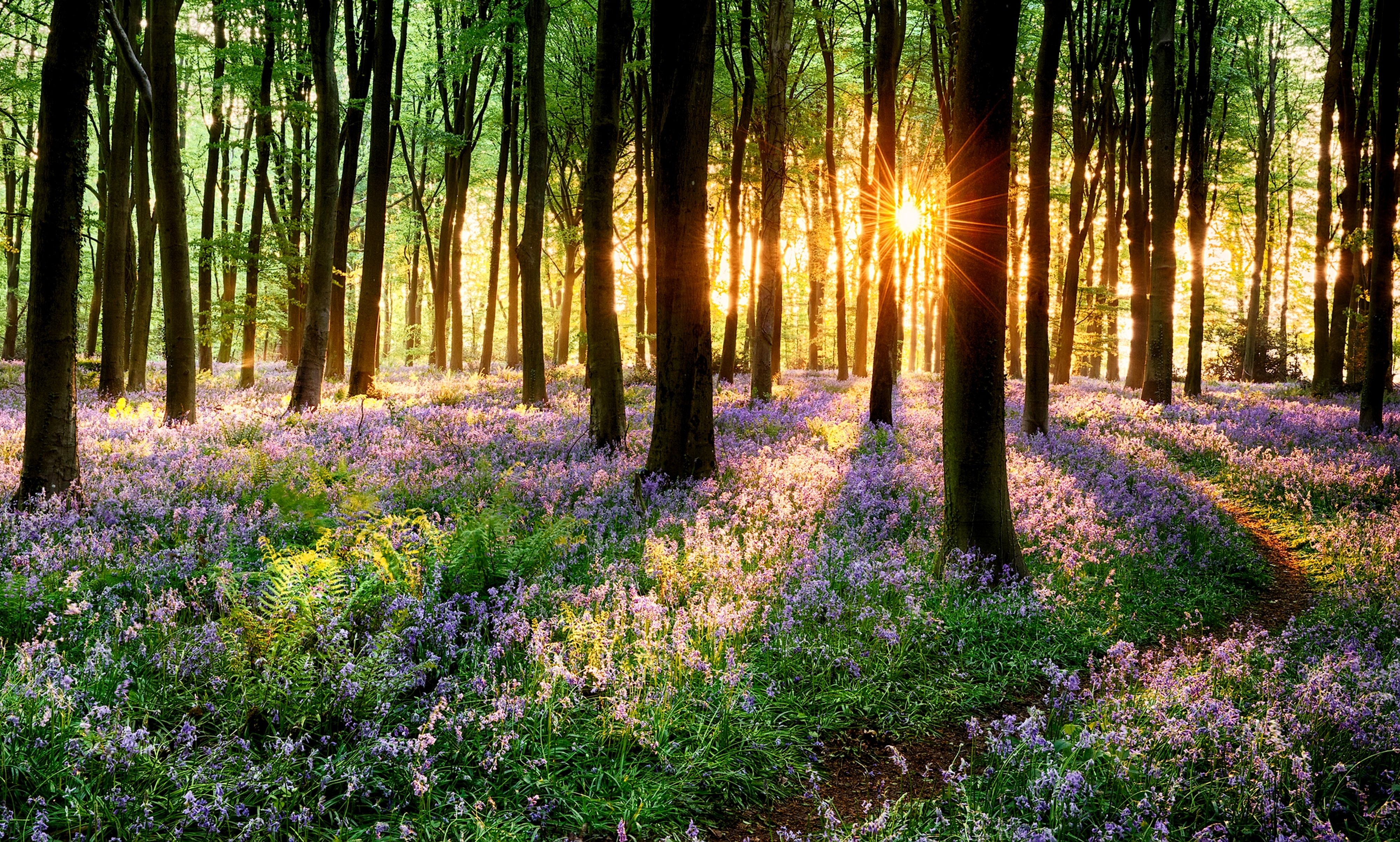 Download wallpaper road, forest, grass, trees, sunset, flowers