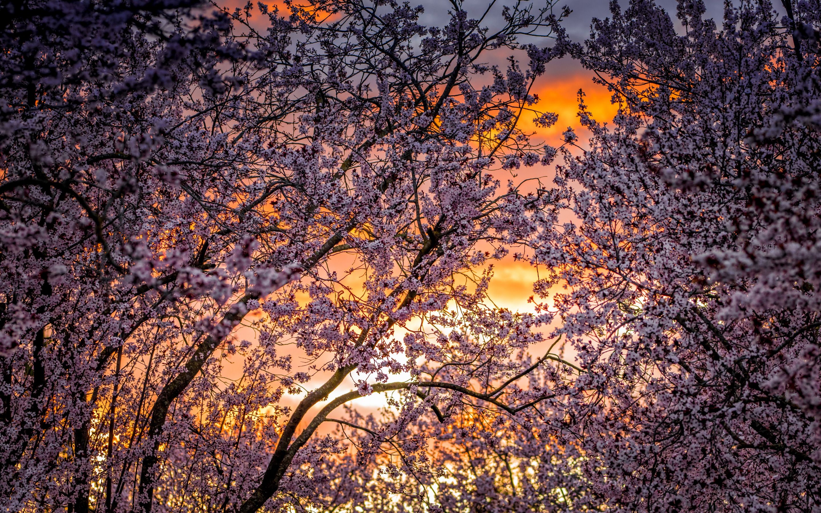 Download wallpaper cherry blossoms, sunset, evening, spring trees
