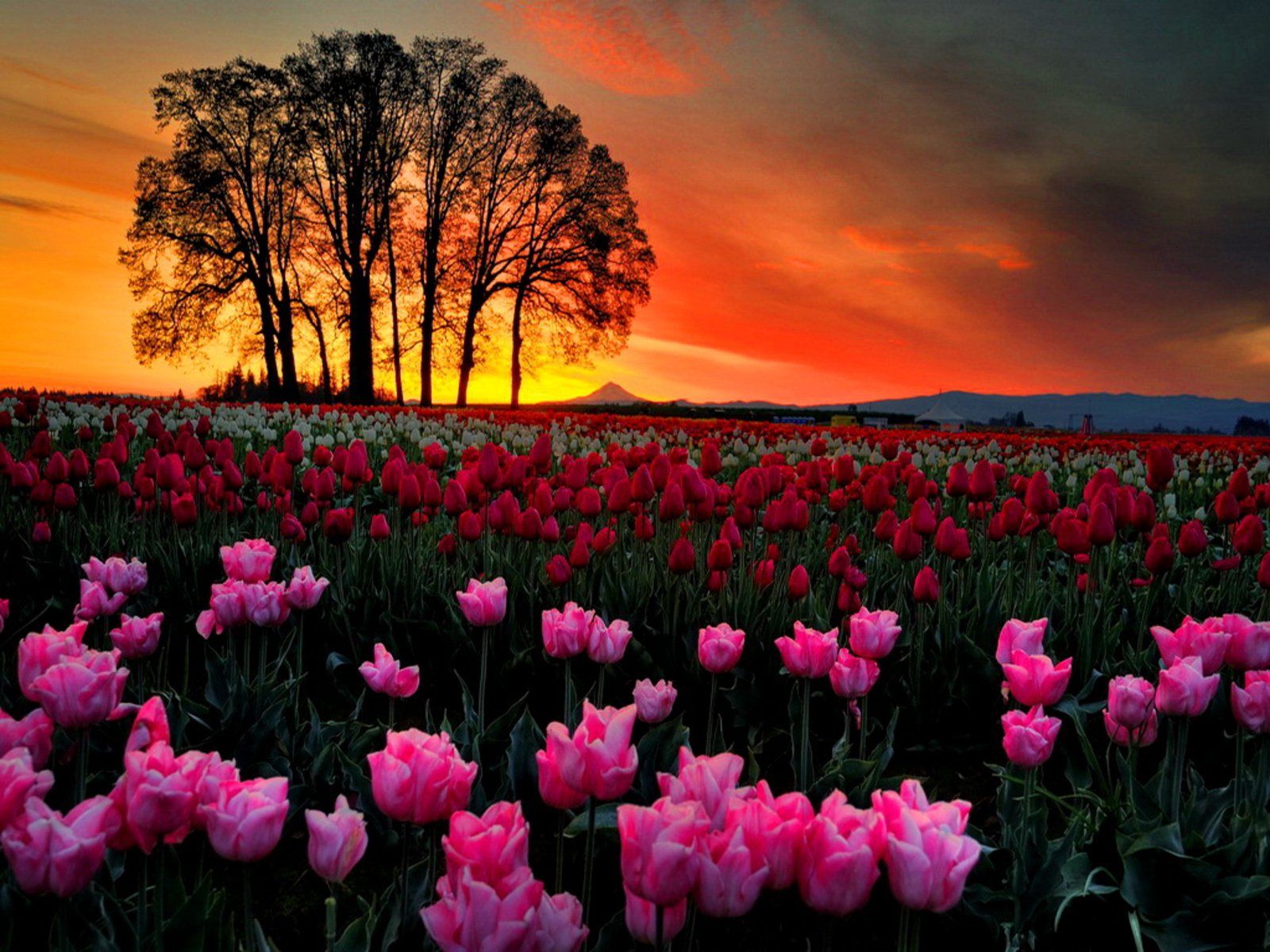 Tulip HD Wallpaper and Background Image
