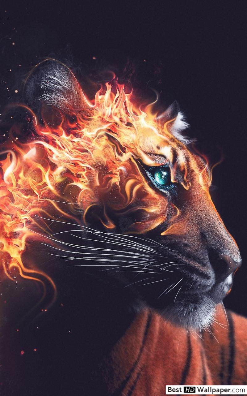 Tiger's Rage Fire HD wallpaper download