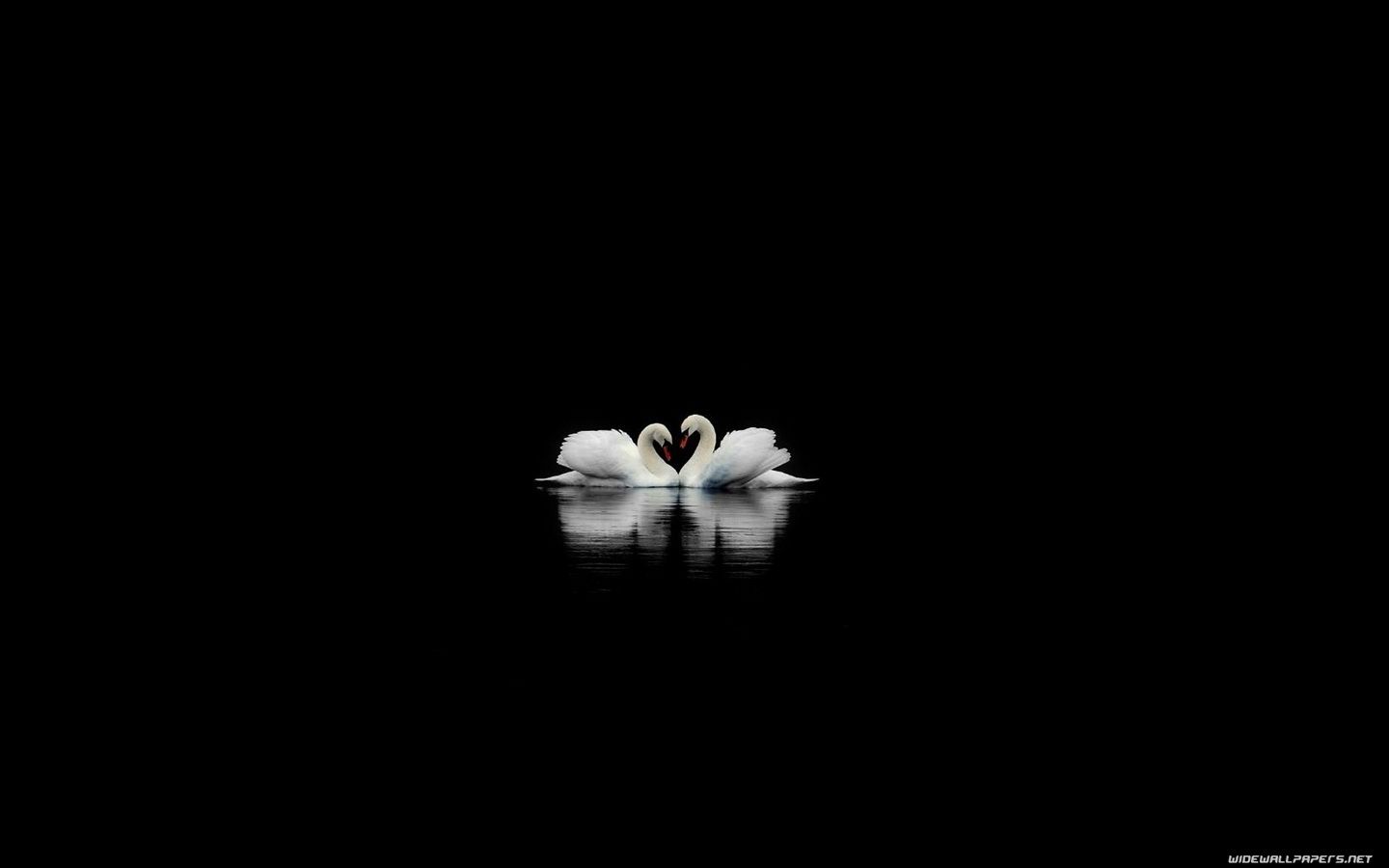 Free download Black Swans on a Black Lake Wallpaper [1440x900]