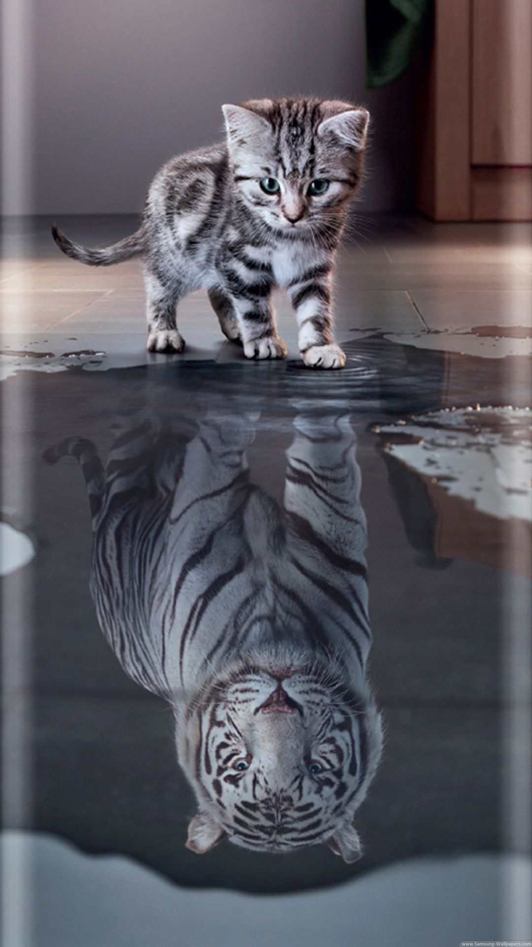 Curved Cat Tiger Stock 1080x1920 Samsung Galaxy S7 Wallpaper
