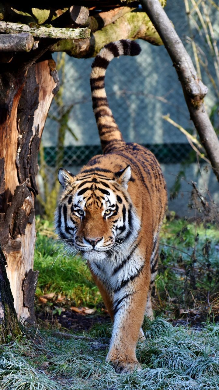 Downaload Tiger, predator, looking straight, zoo wallpaper