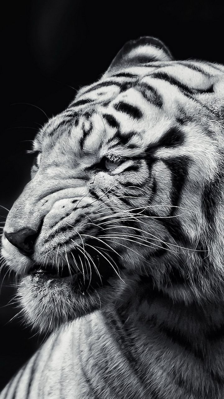 Samsung Galaxy S3 Tiger Wallpaper HD, Desktop Background