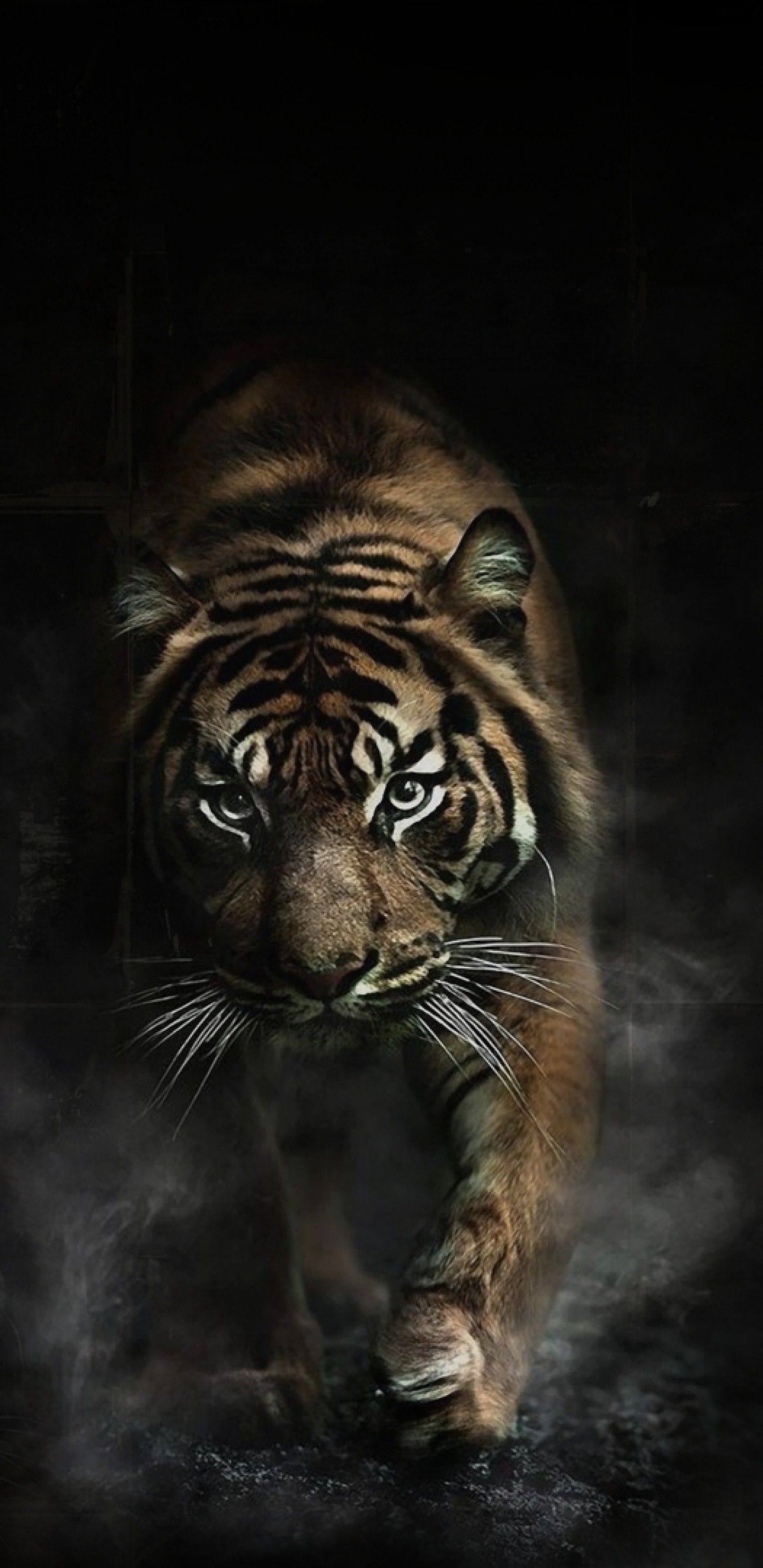 Download 1440x2960 Tiger, Big Cats, Predator Wallpaper