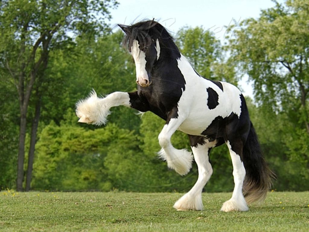 black and white clydesdale horses.. was my model for Whiskey's