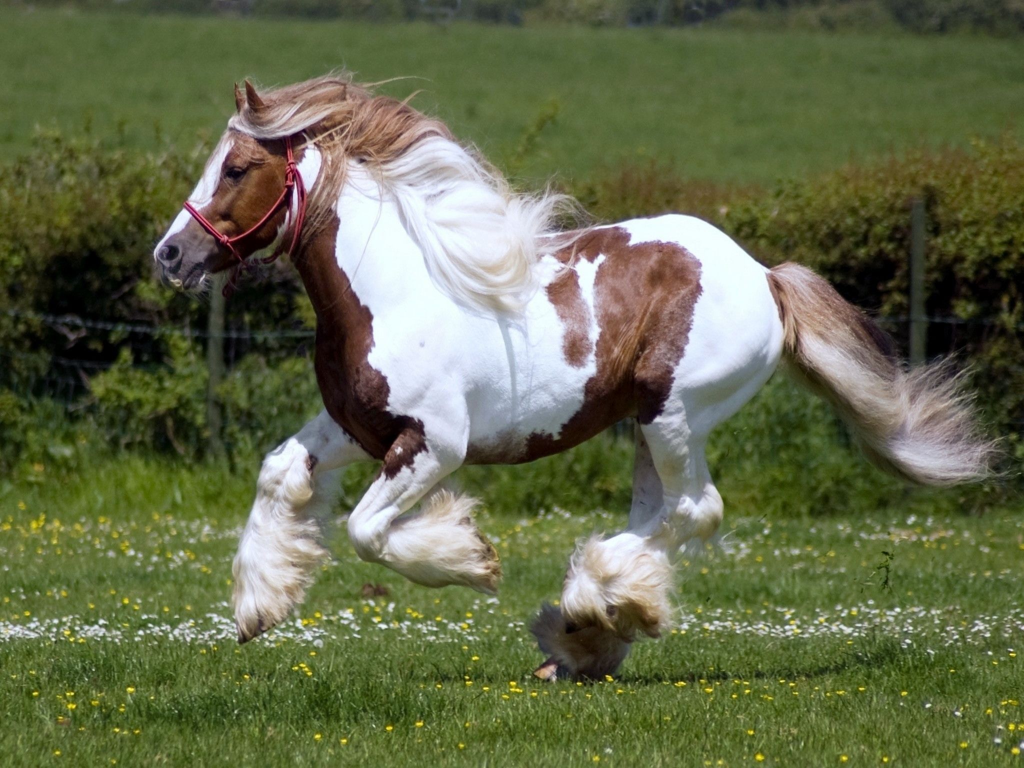 Clydesdale Horses Wallpaper