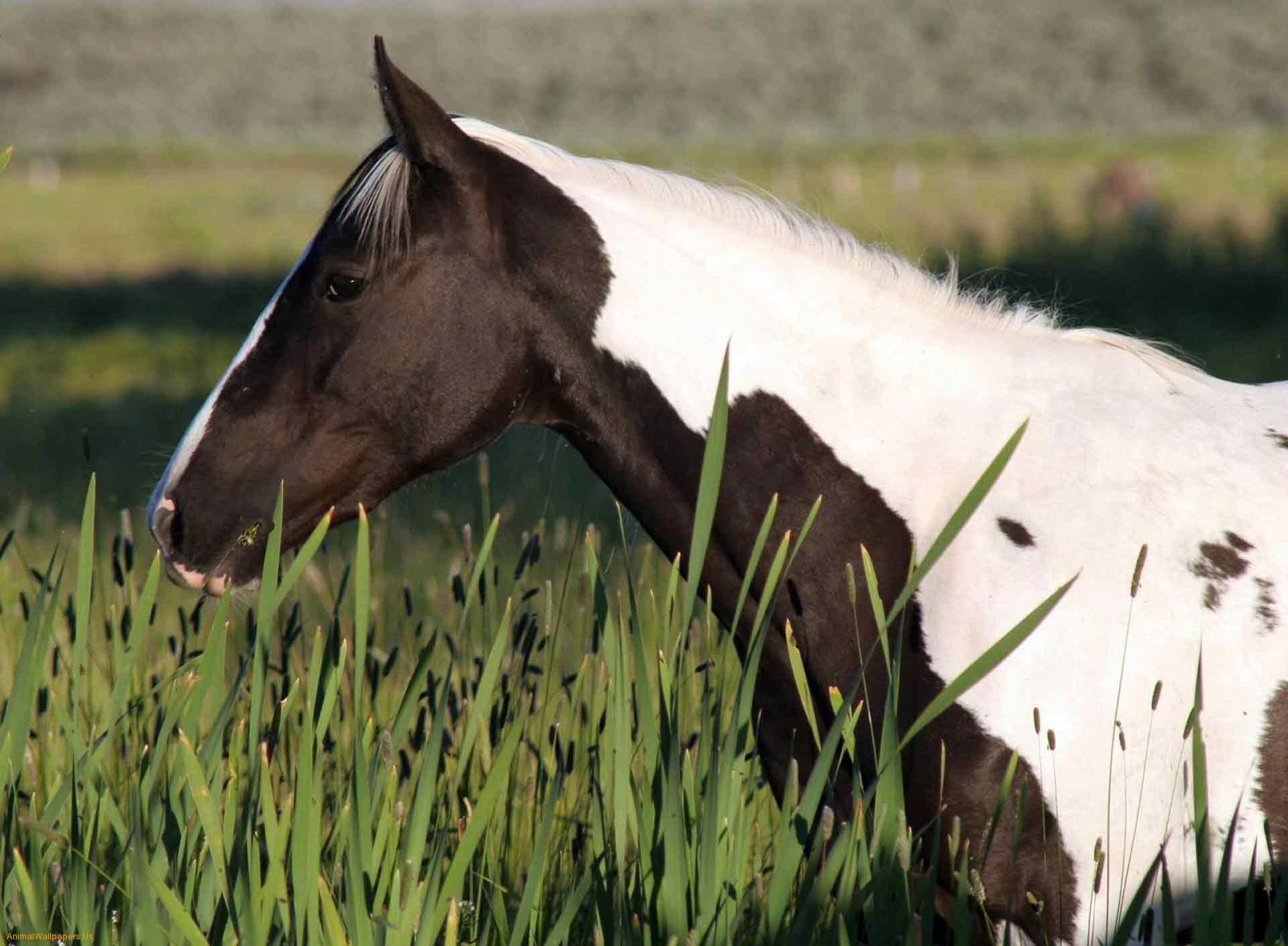 Gypsy Vanner Horse In A Field HD desktop wallpaper, Widescreen