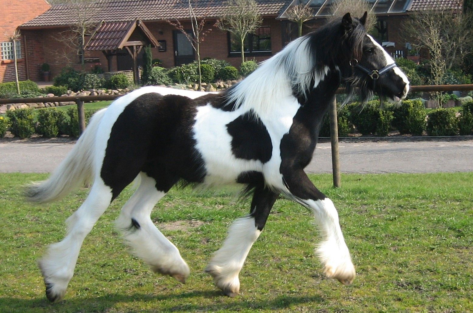 gypsy vanner horse picture