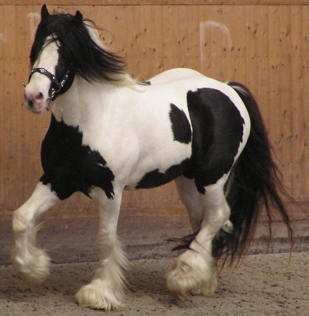 Gypsy Horse Wallpaper HD FREE for Android