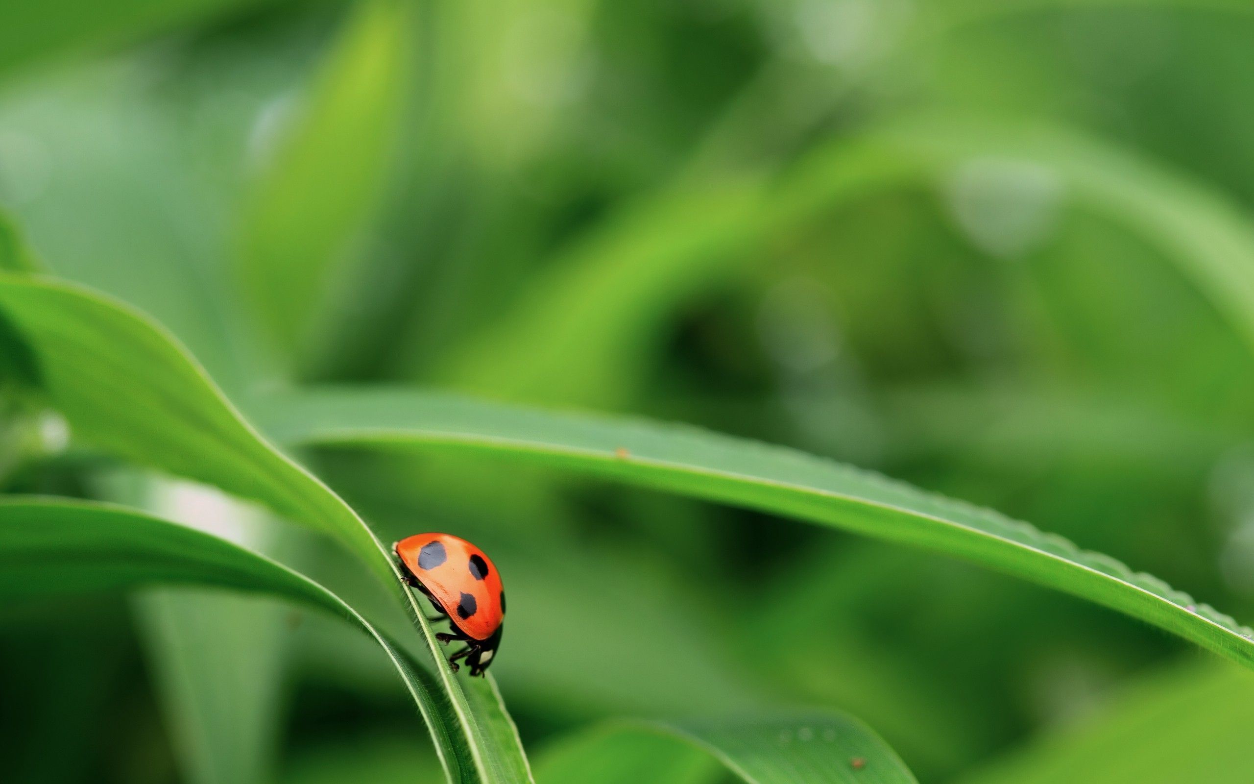 Nature Macro Photo for Wallpaper with Ladybug. Nature wallpaper