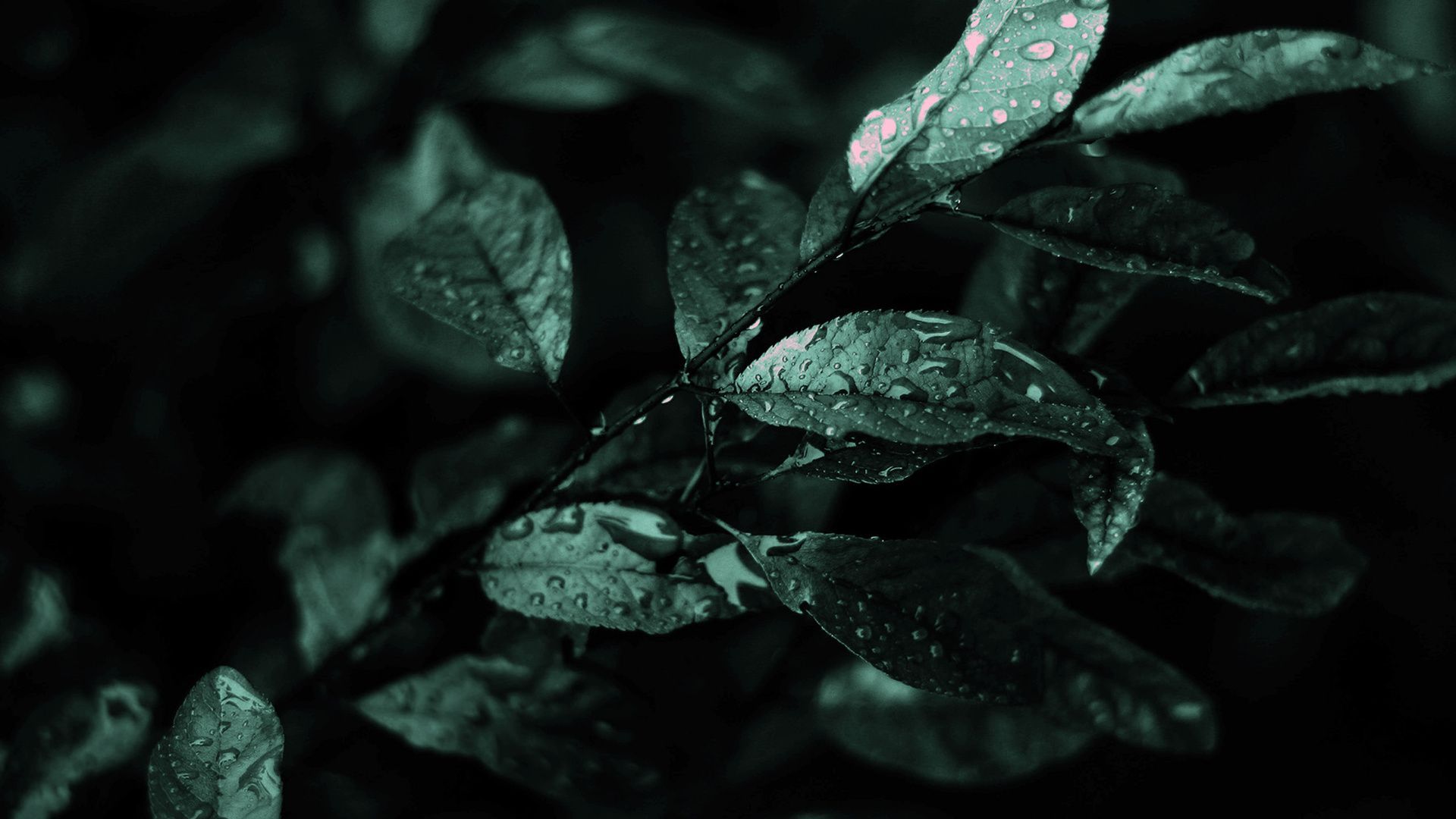 Download nature macro leaves plants drops wallpaper ID