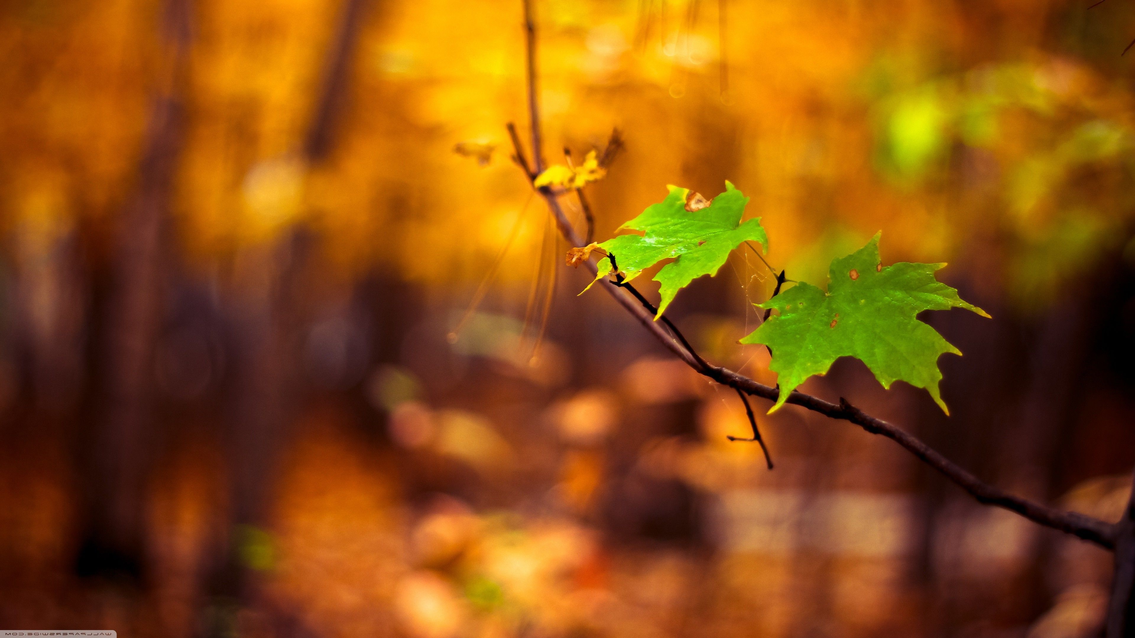 nature, Macro, Leaves, Blurred Wallpaper HD / Desktop and Mobile