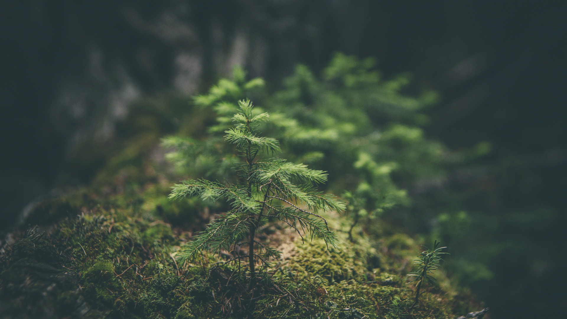 macro, Nature, Forest, Trees, Green Wallpaper[1920x1080]