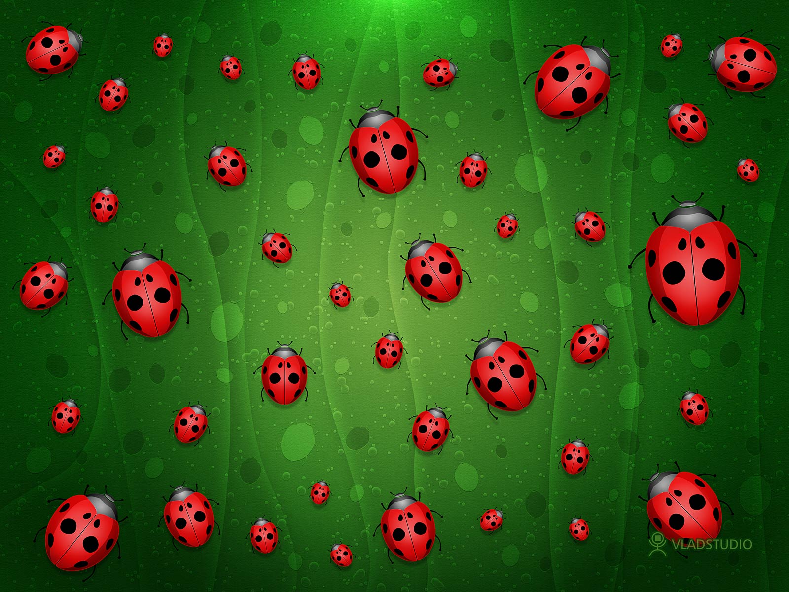 Ladybug Wallpaper Free Ladybug Background