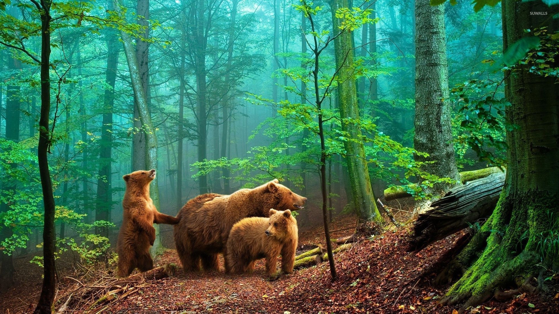 Bears in the foggy forest wallpaper wallpaper