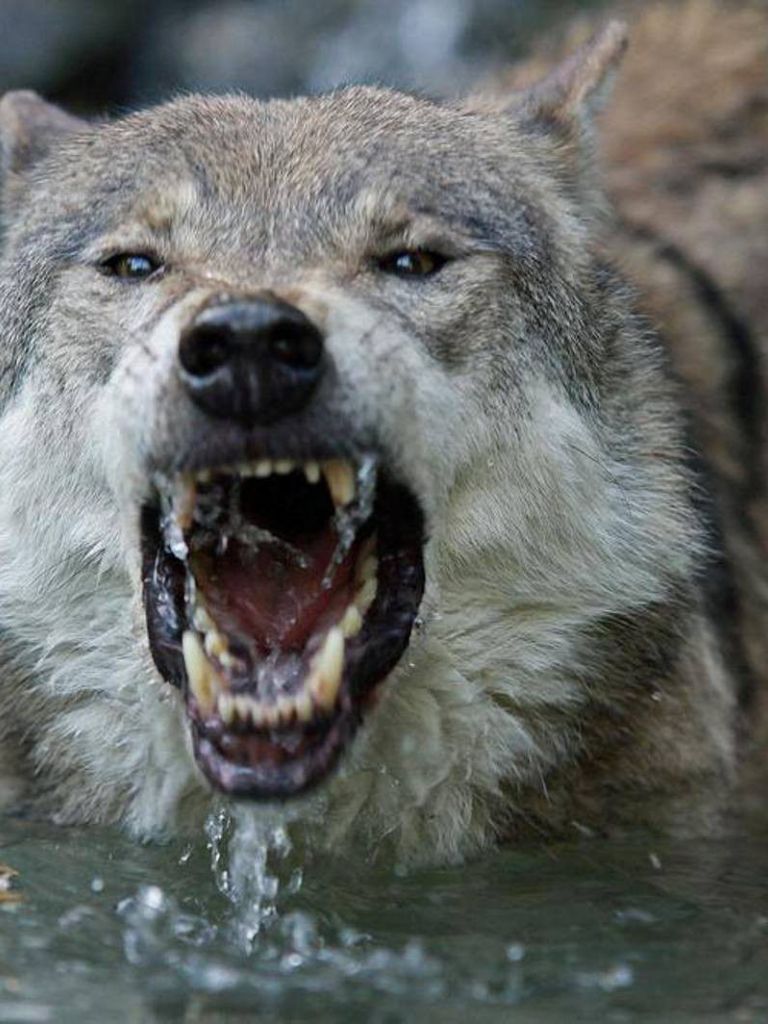 Free download Angry Wolves Wallpaper Wolves Animals 37 Wallpaper