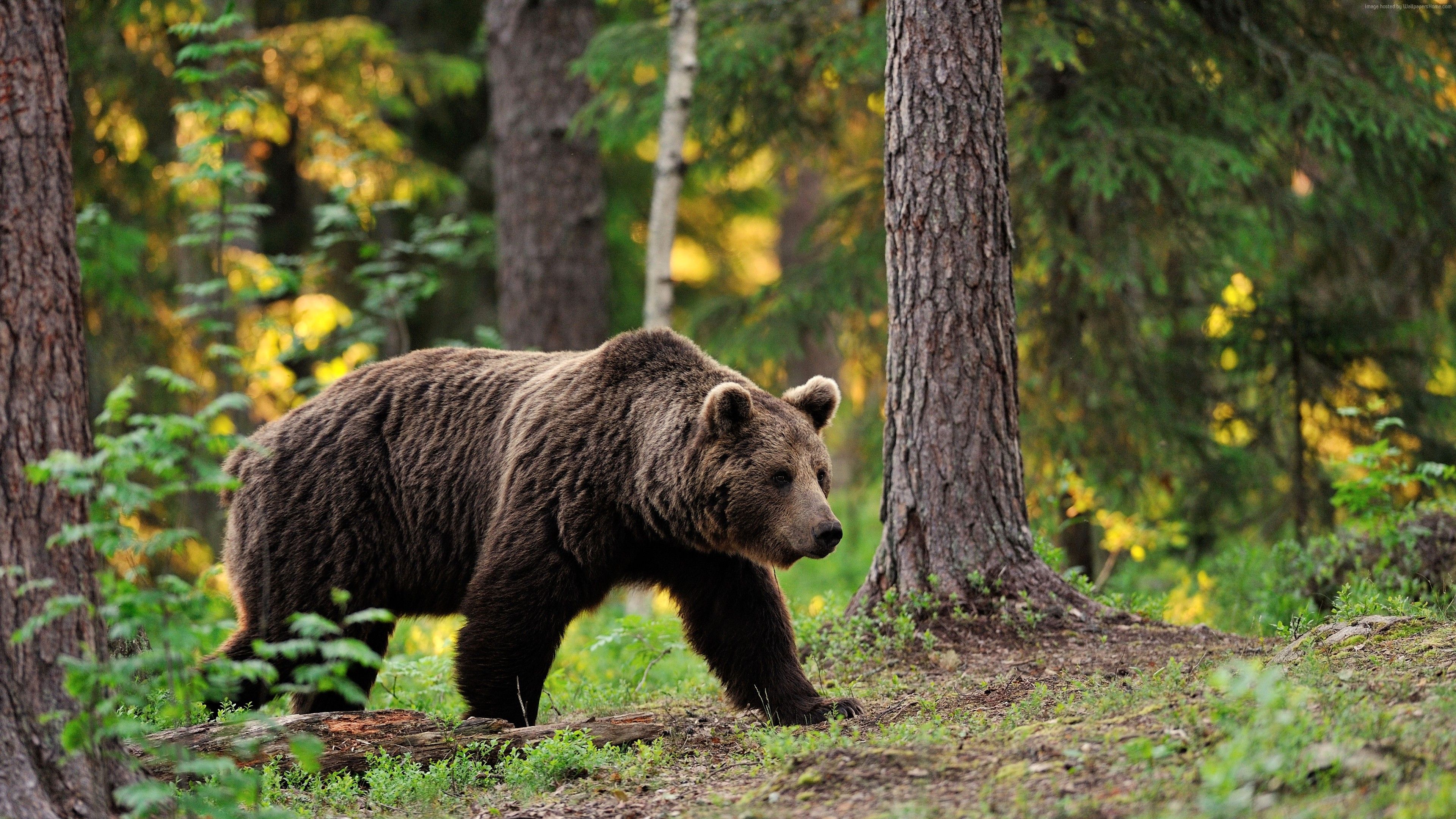 Wallpaper brown bear, bear, tread, step, walk, forest, trees