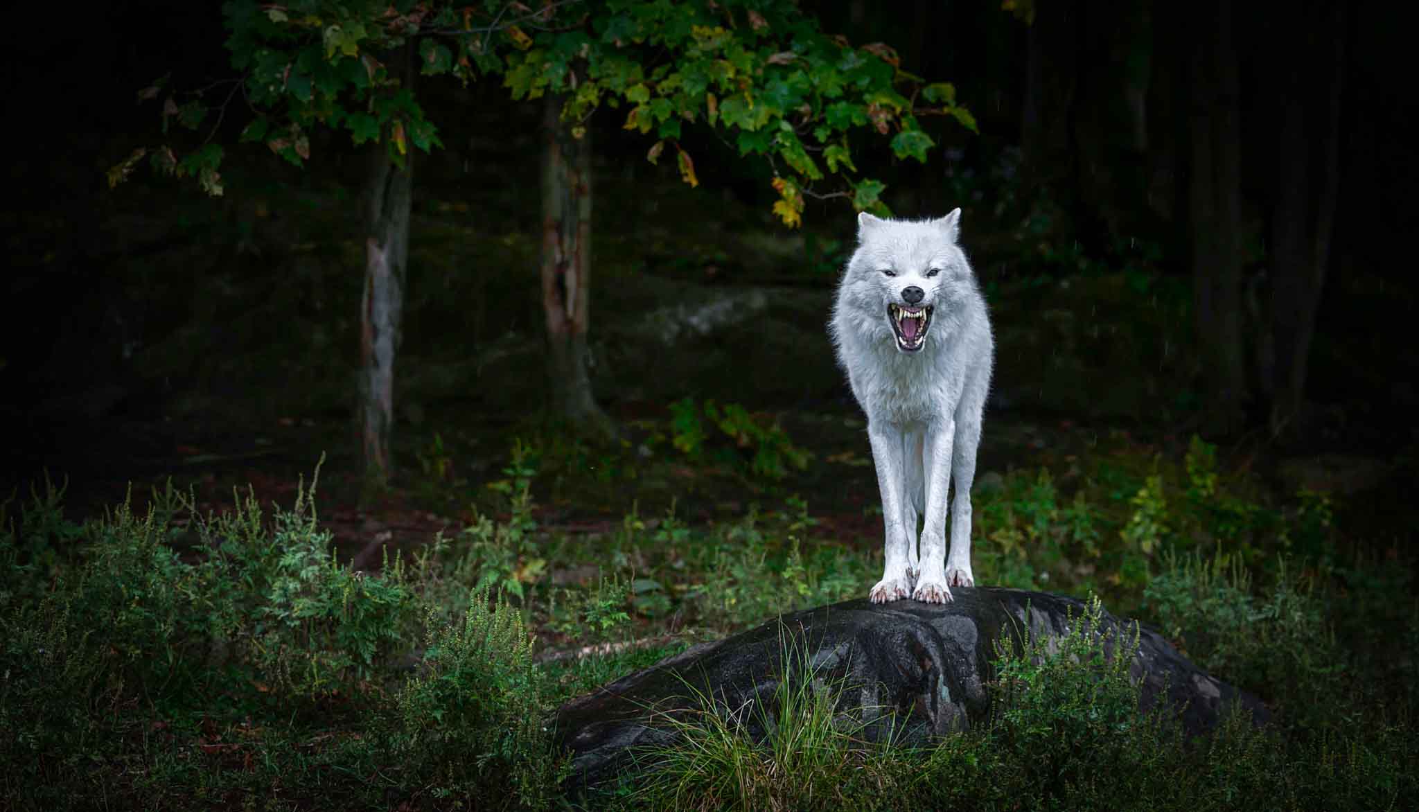 Волк на черном фоне фото