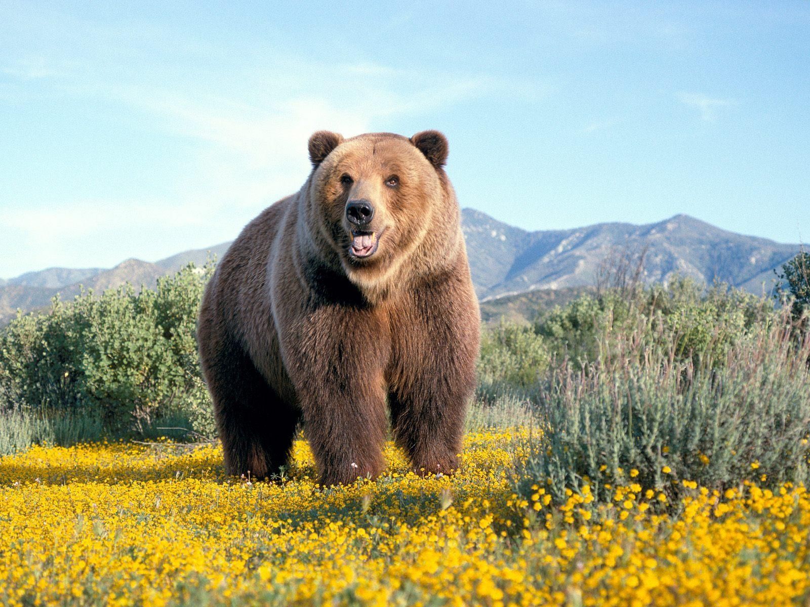 bear in forest HD wallpaper. Big animals, Bear