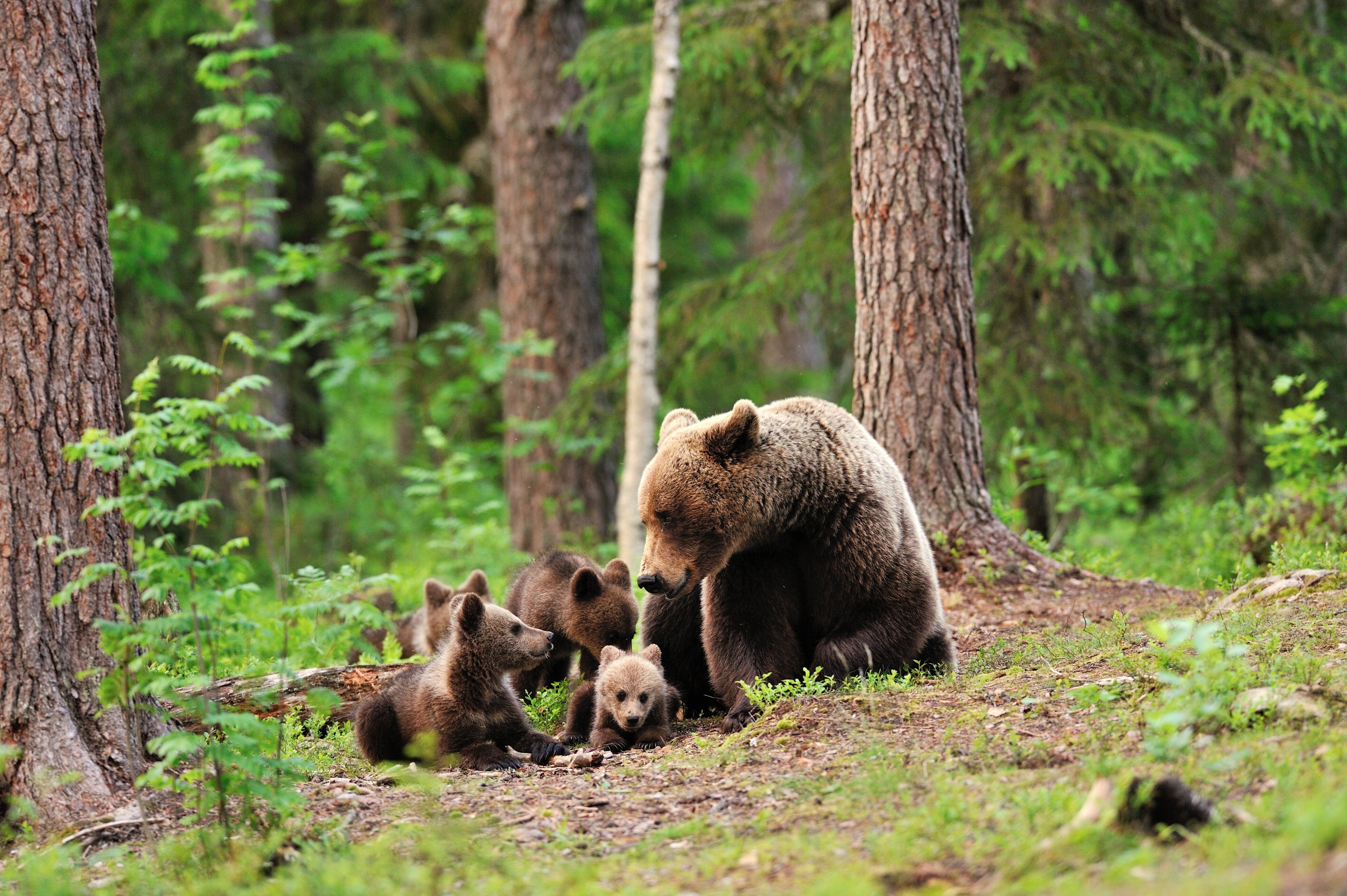 Bear bears forest trees baby cub cubs mother family cute love