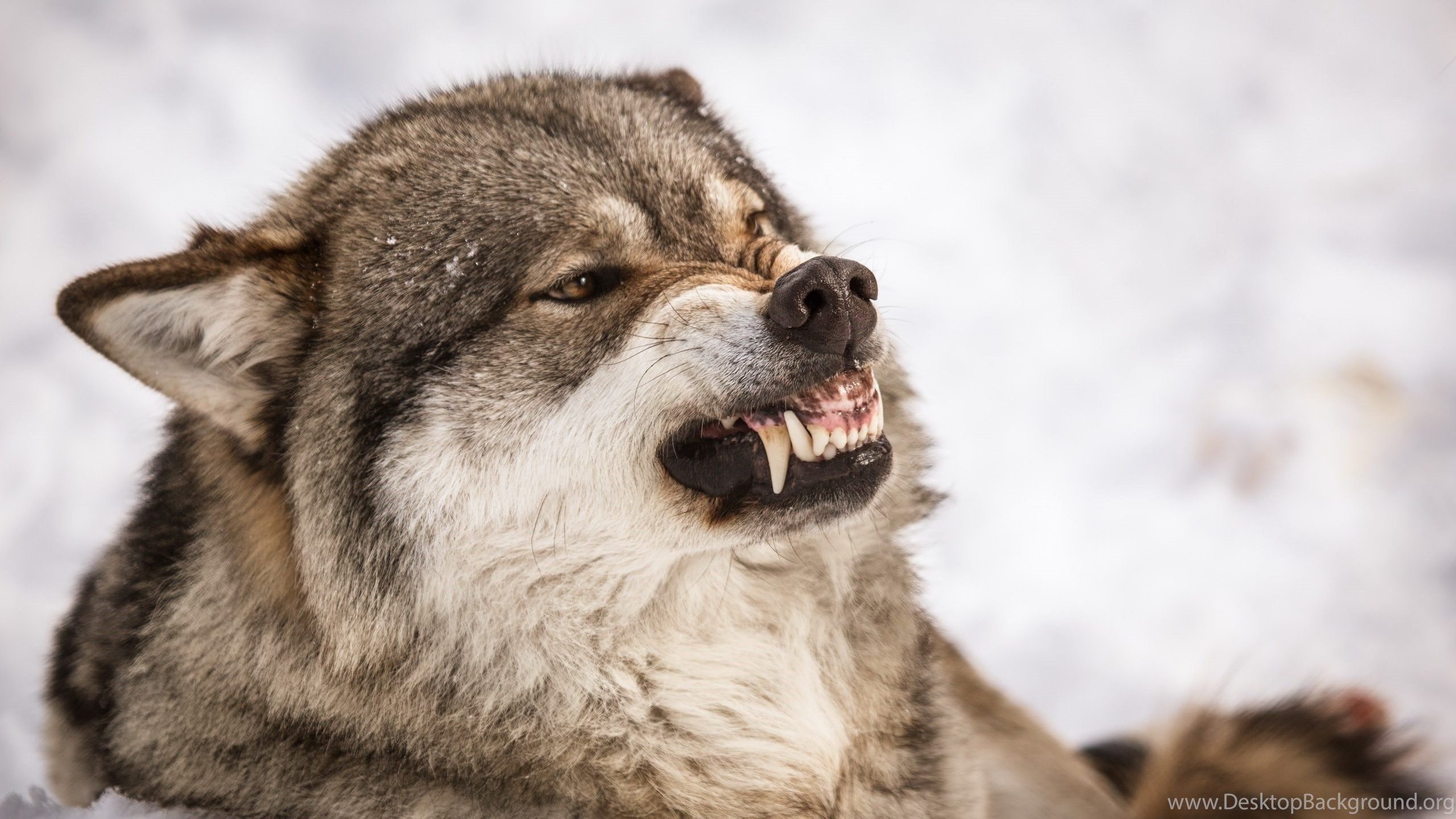 Angry Wolf Wallpaper HD For Desktop Of Grey Wolf Face Desktop
