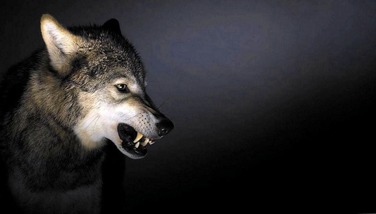 Angry Wolf Picture