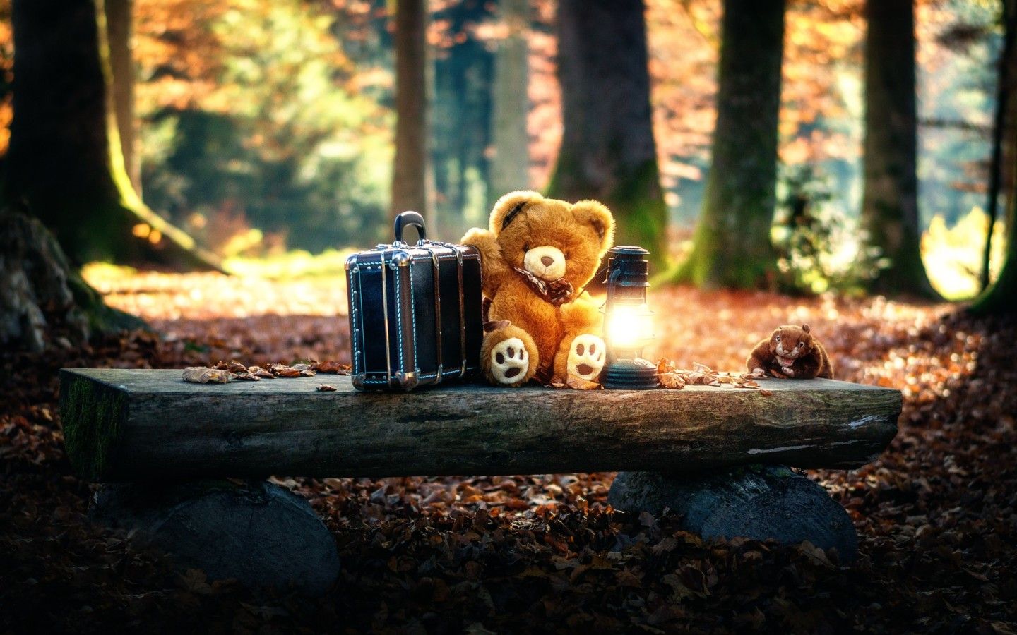 Teddy Bears Cute Alone in Forest 1440x900 Resolution HD