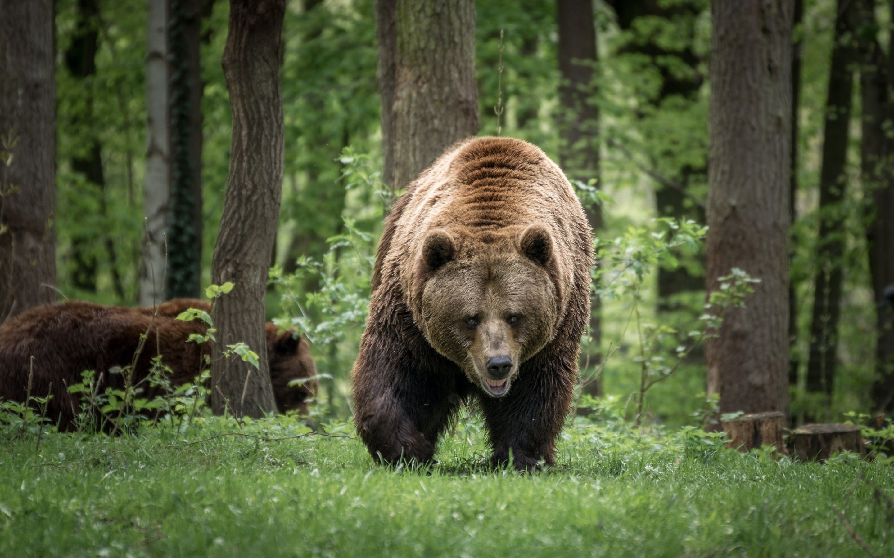 Download 2880x1800 Bear Family, Forest, Walking, Predator