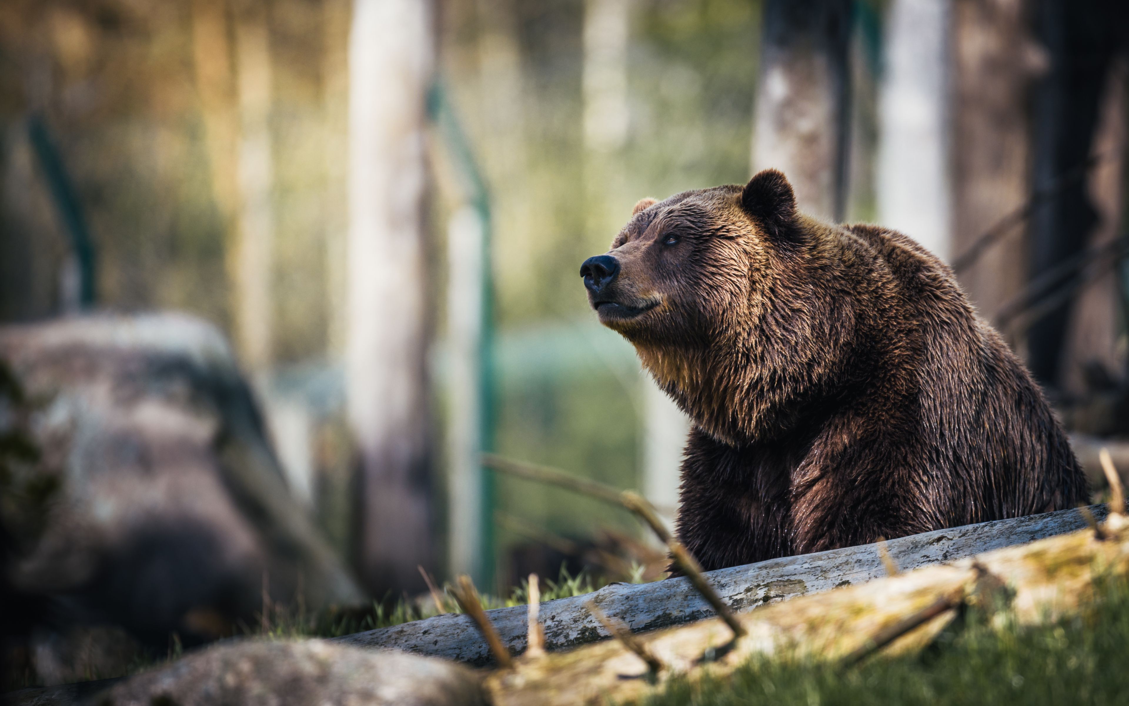 Download wallpaper Grizzly, bokeh, 4k, forest, bear, Grizzly bear