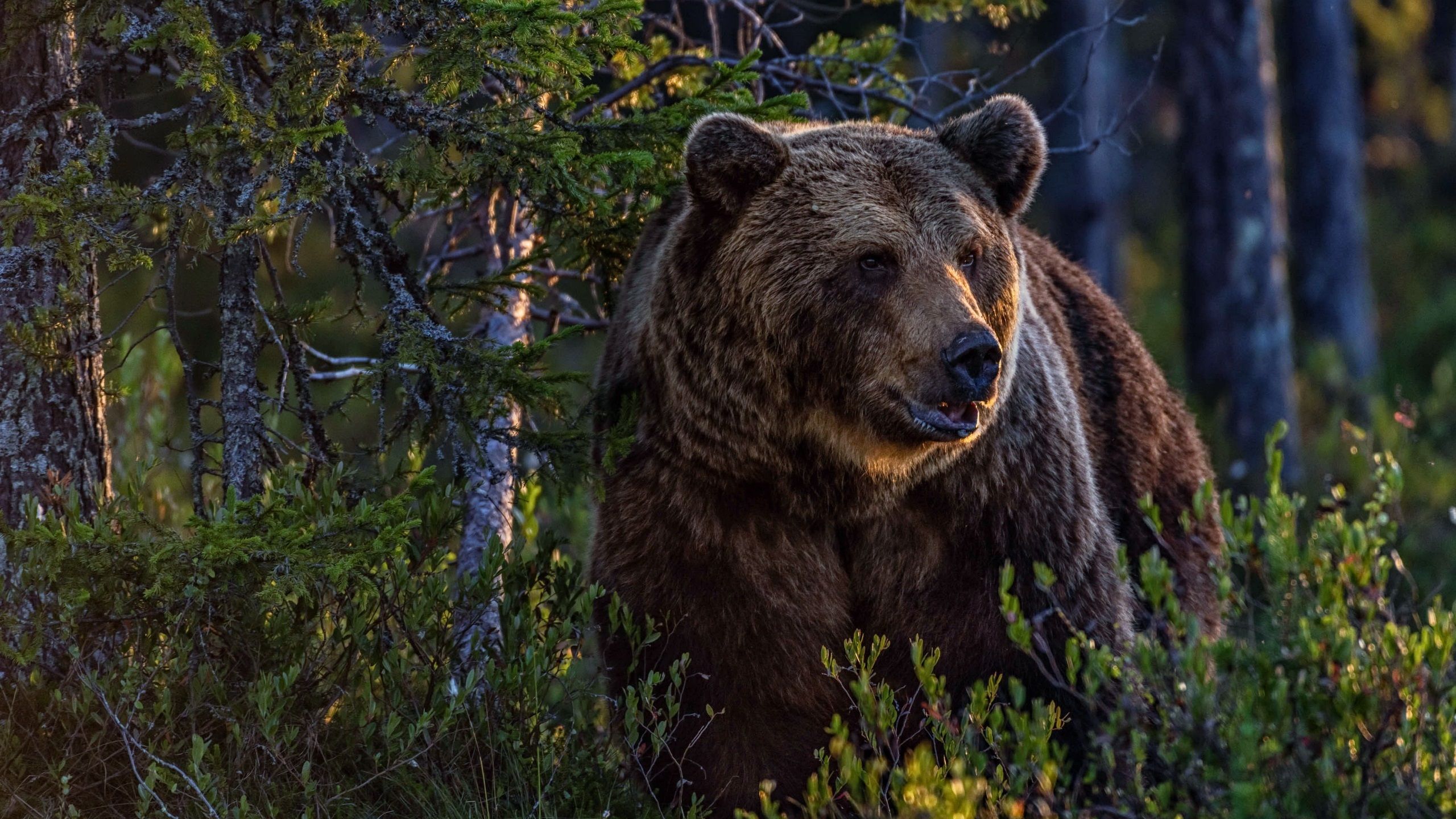 Wallpaper Brown bear in the forest, bushes 2560x1600 HD Picture, Image