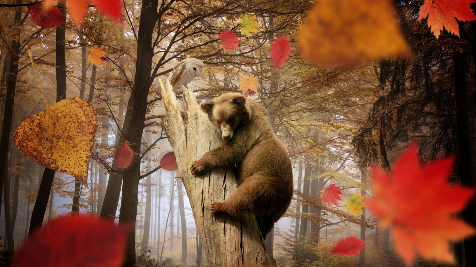 Download wallpaper 1600x900 bear, owl, autumn, leaves, leaf fall