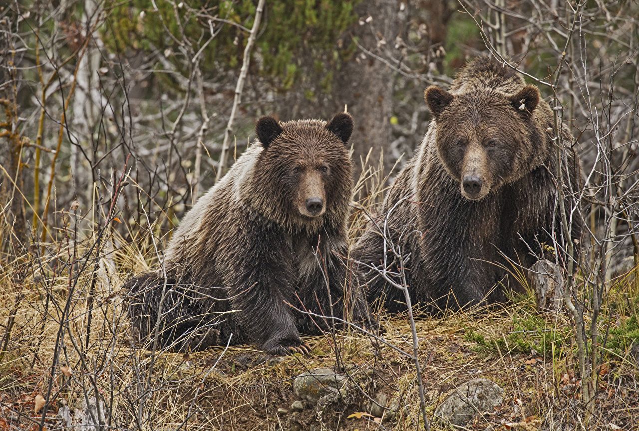 Desktop Wallpaper Brown Bears bear 2 Forests animal