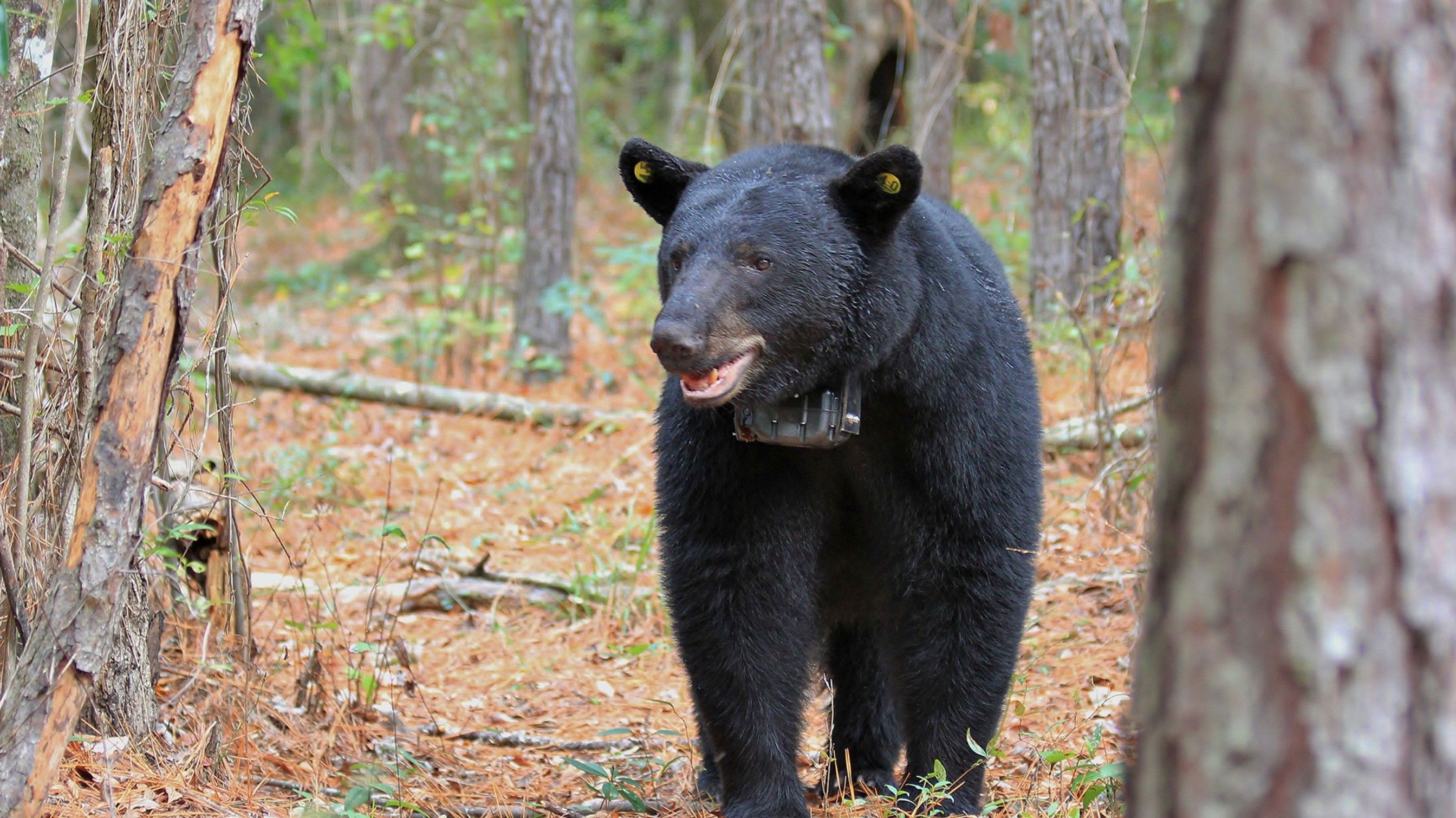 Animal Black Bear in Forest
