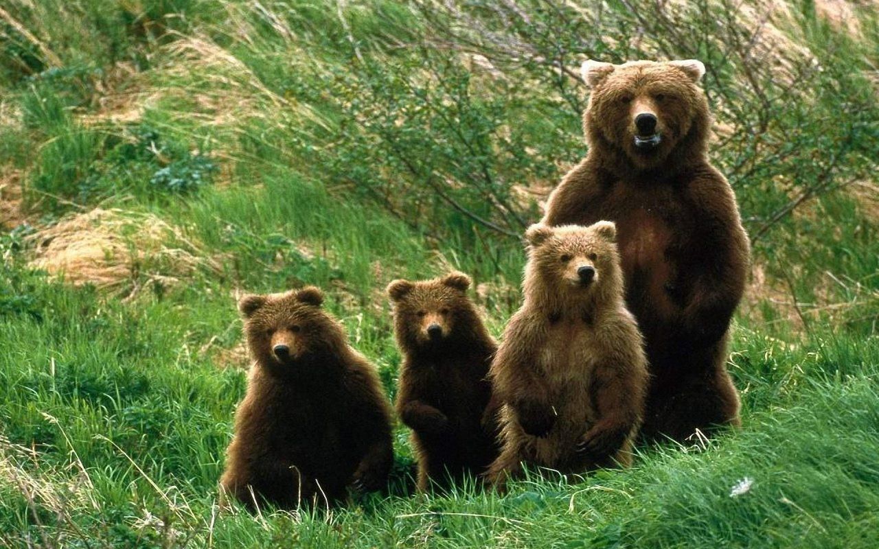 Gallery For > Picture Of Grizzly Bears Wallpaper