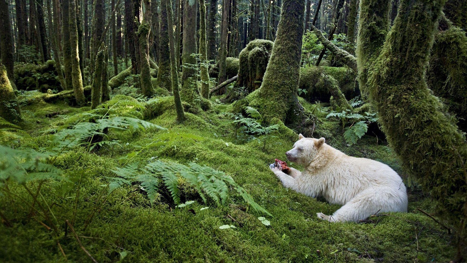 Download wallpaper 1920x1080 forest, bear, meal, albino HD background