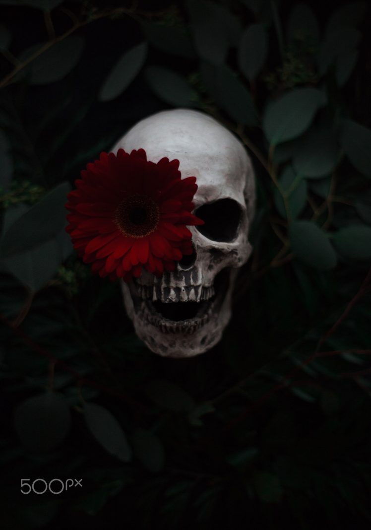 Artem Phoenix, Skull, Flowers, Plants, 500px Wallpaper HD