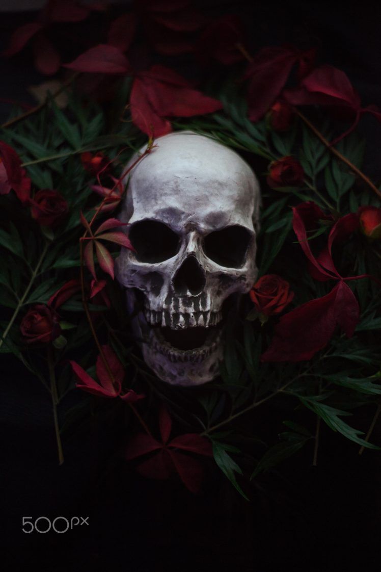 Artem Phoenix, Skull, Flowers, Plants, 500px Wallpaper HD / Desktop and Mobile Background