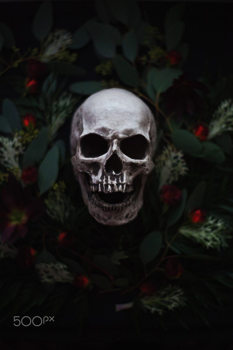 Artem Phoenix, Skull, Flowers, Plants, 500px Wallpaper HD