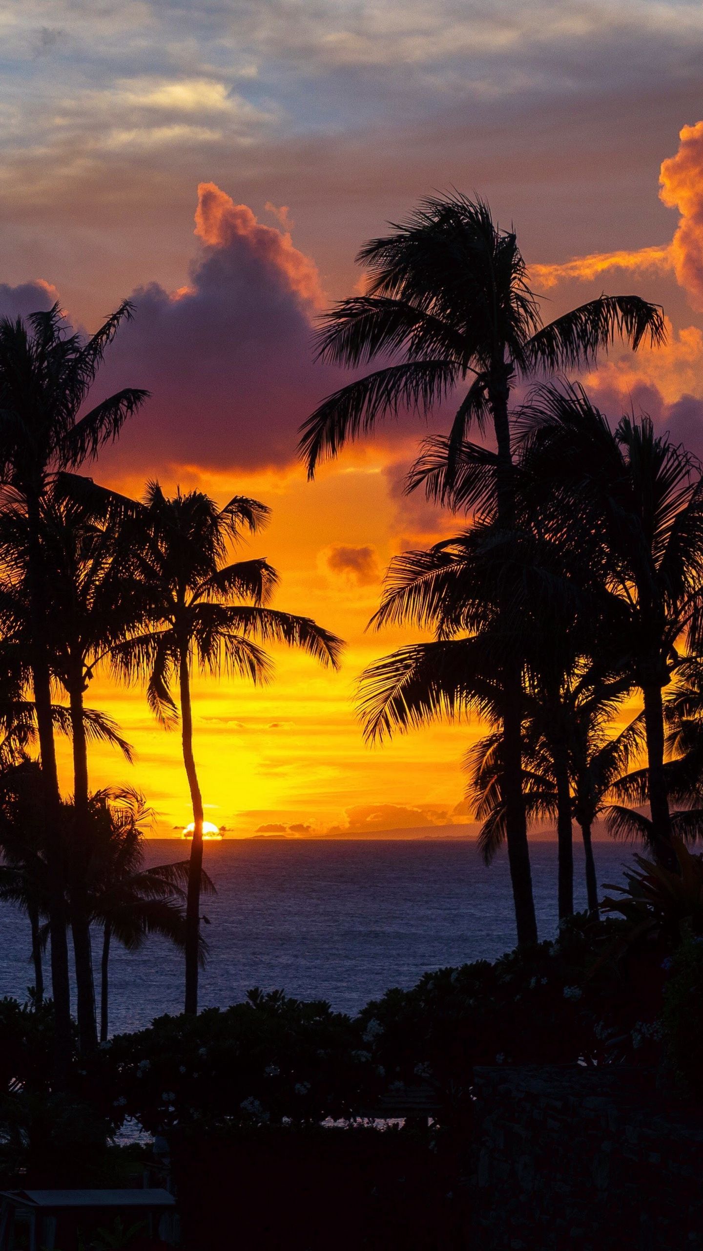 Download wallpaper 1440x2560 palm trees, sunset, ocean, clouds