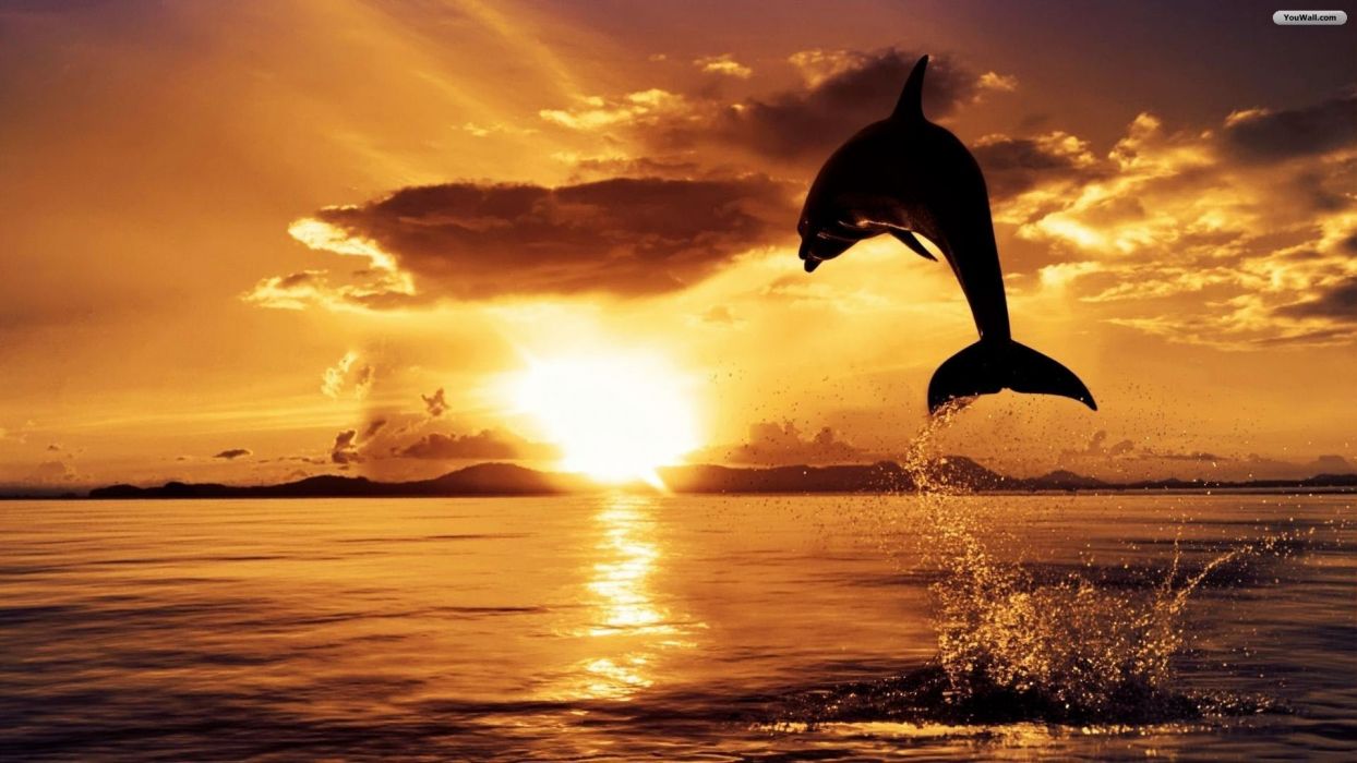 Sunset ocean dolphins jump wallpaperx1080