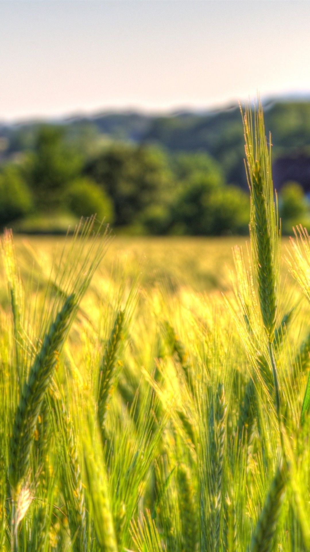 Wheat Field, Countryside, Farm 1080x1920 IPhone 8 7 6 6S Plus
