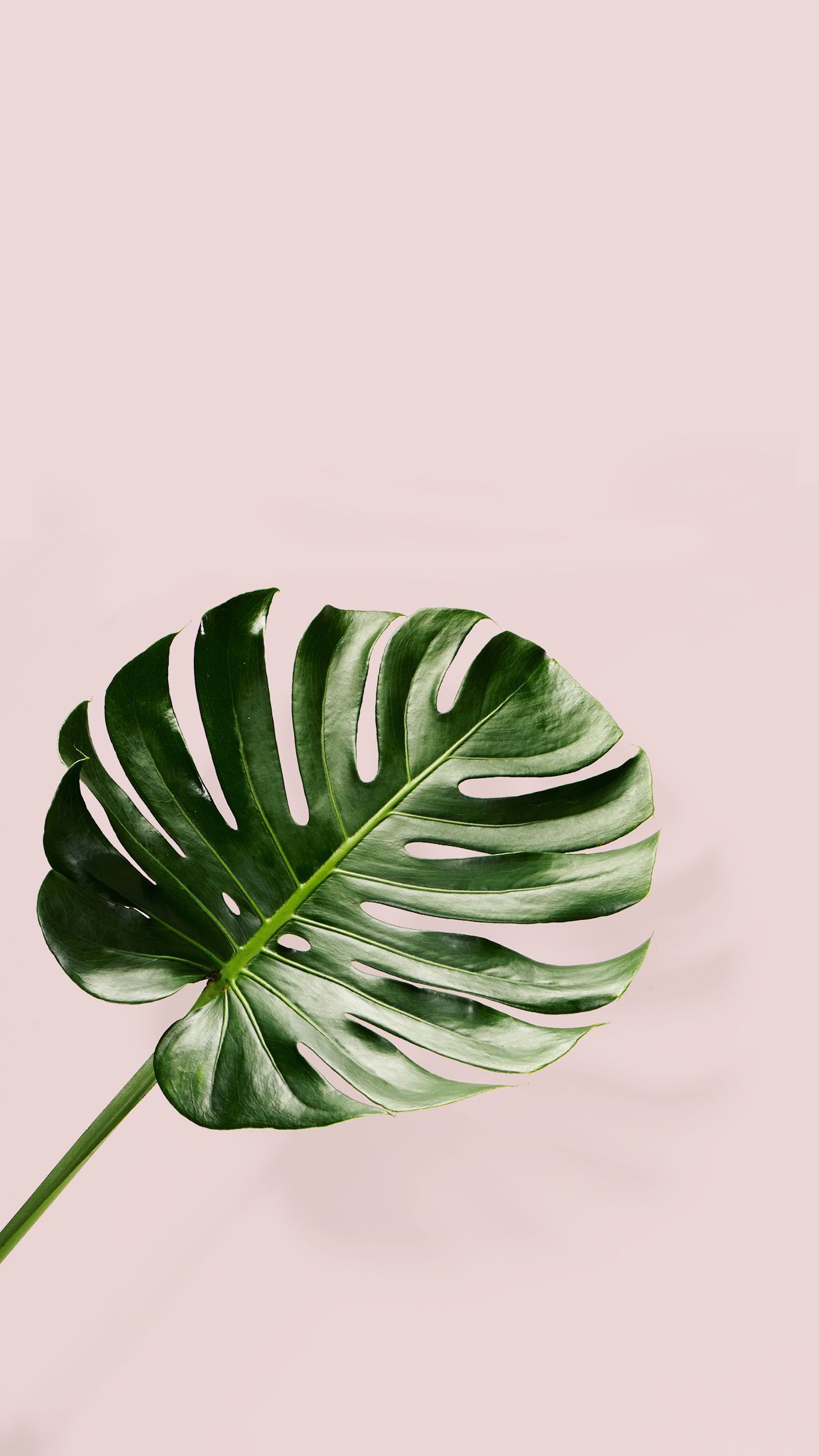 Weekend Creative. Pink & Green Inspiration. Plant wallpaper, Palm leaf wallpaper, Leaves wallpaper iphone