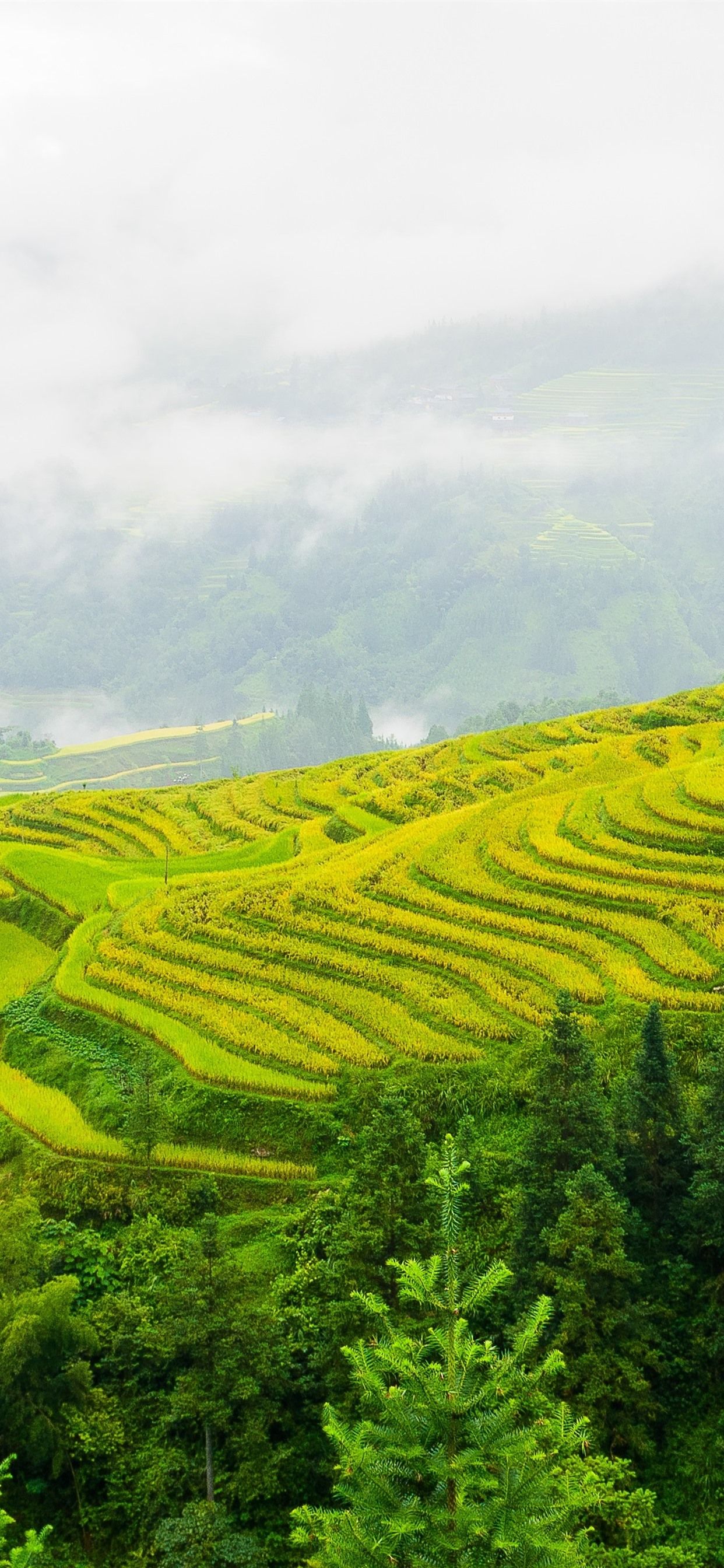 Guizhou terraces, beautiful scenery, China 1242x2688 iPhone 11 Pro