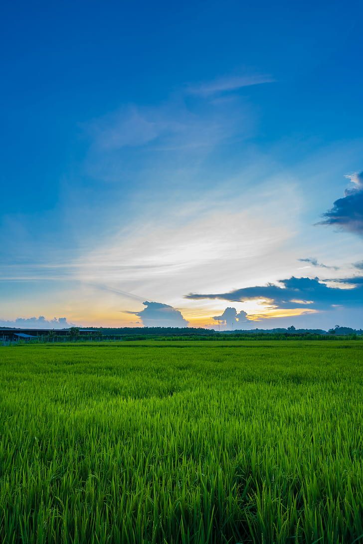HD Wallpaper: Green Grass Field, Sunset, Vario Tessar, ZA, Sony