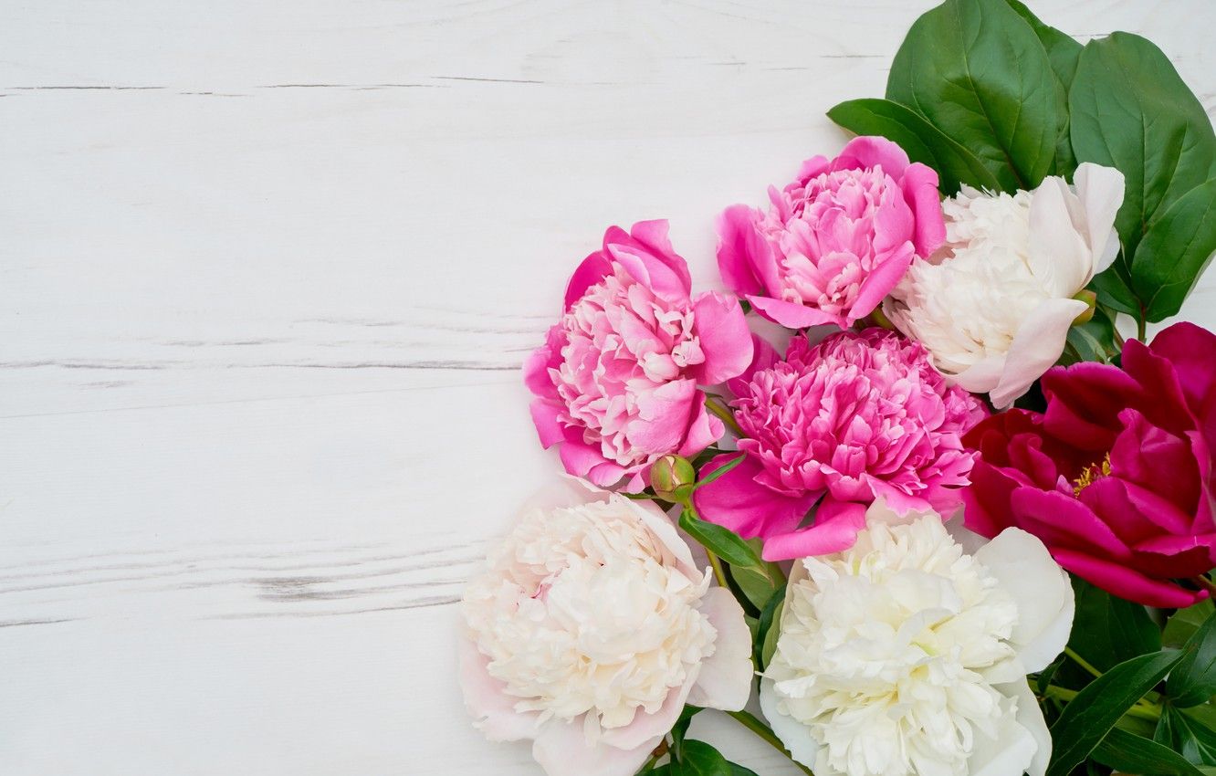Wallpaper flowers, white, pink, peonies, peonies image