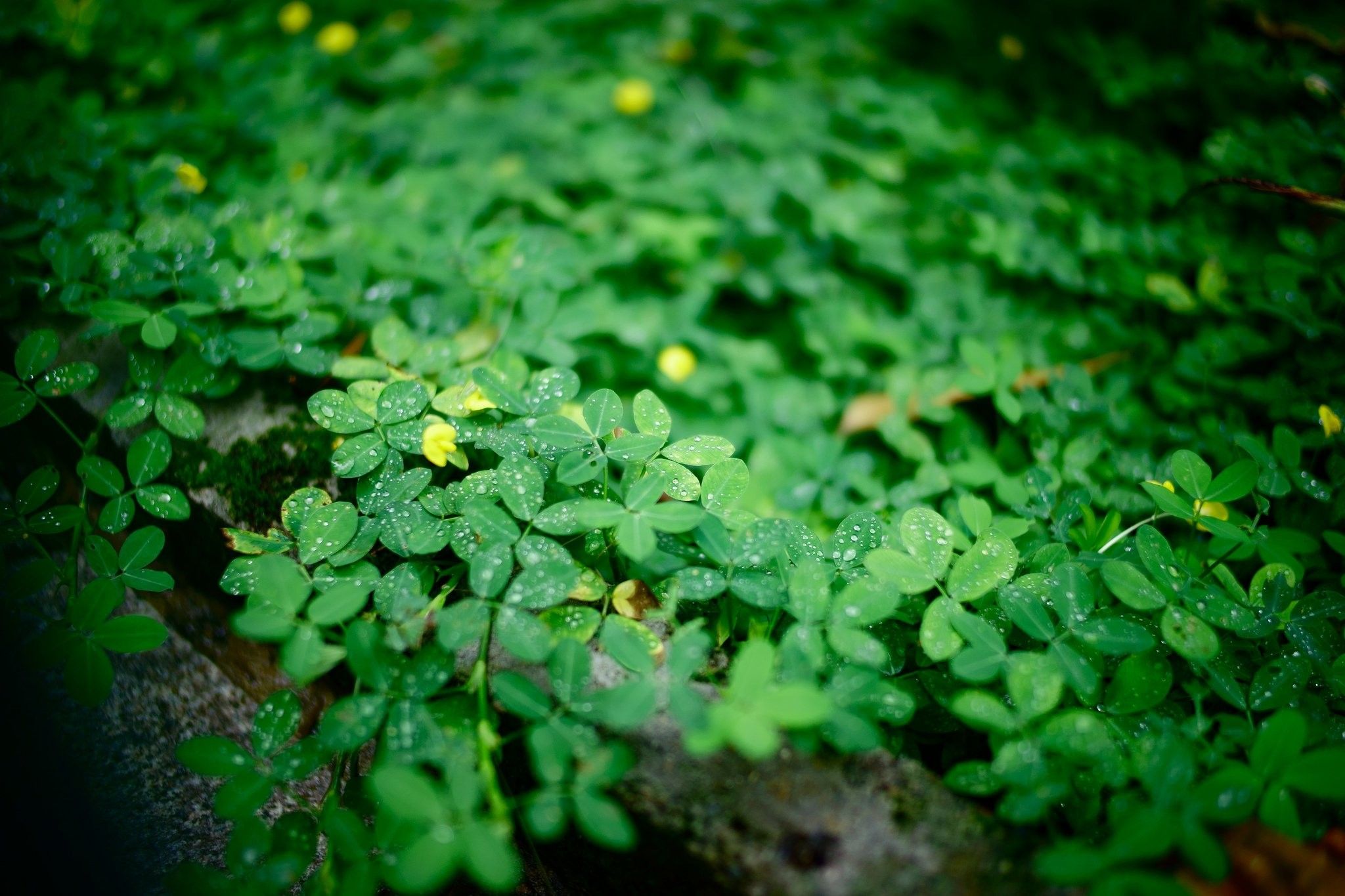 Beautiful, Tumblr, Leaves, Plants, Nature, art, HD Wallpaper