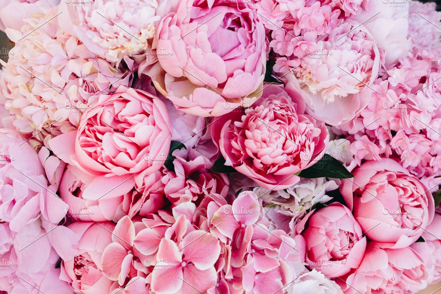Peonies Wallpapers Hd posted by Zoey Cunningham.