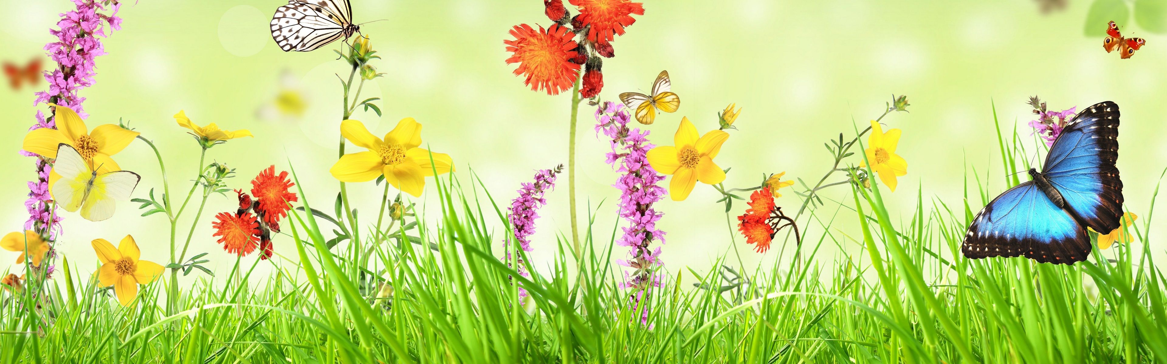 Spring, flowers, grass, butterfly, green background, creative