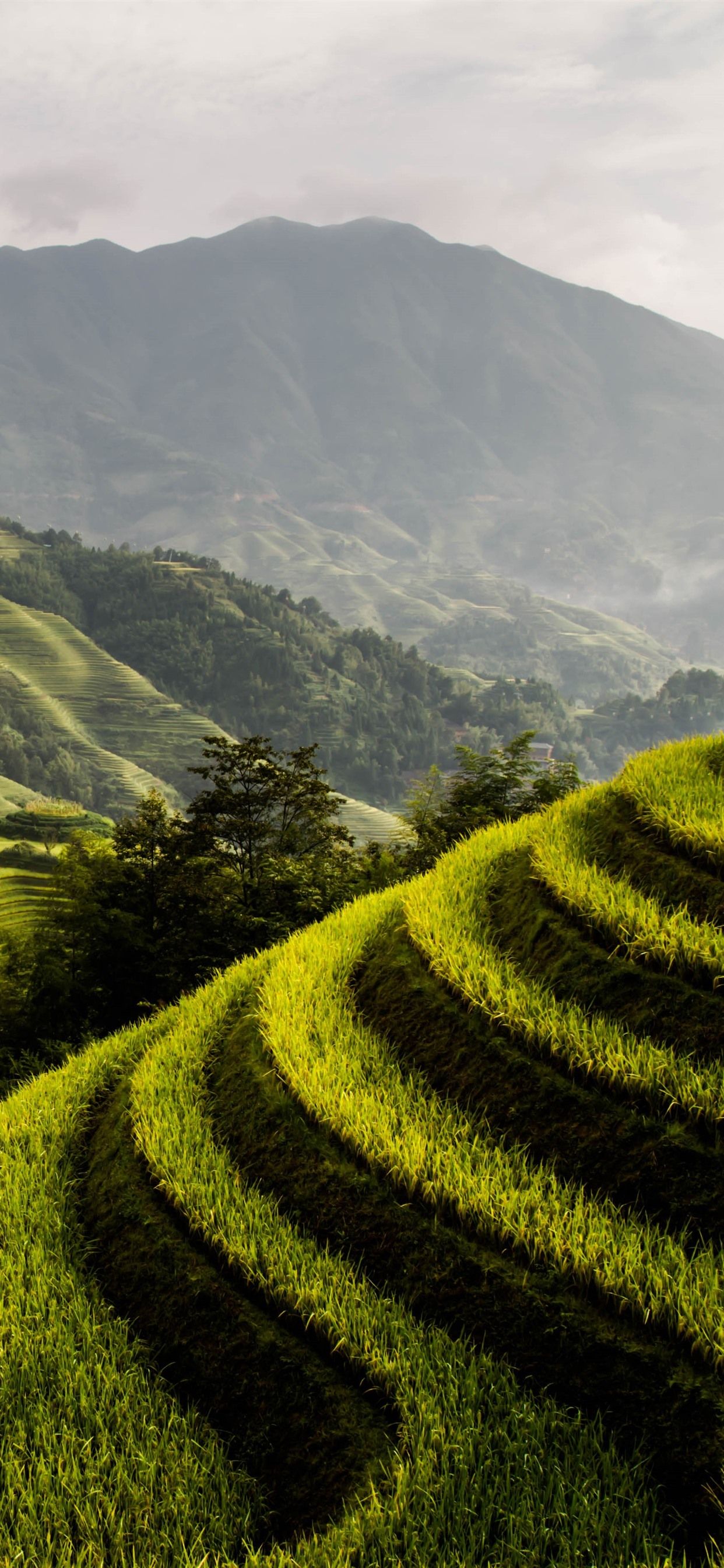 Longsheng Rice Terrace, countryside, mountains, green, fog